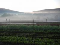 The Farm at Sunrise