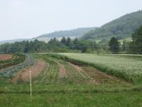 The Gardens from Afar