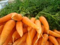 Yummy Carrots