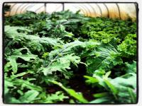 Booming Kale