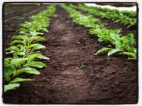Spinach in the High Tunnel
