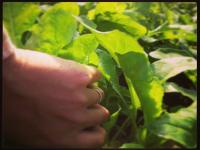 Harvesting Arugula