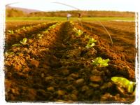 Swiss Chard 